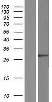MEMO1 Human Over-expression Lysate