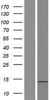 ATXN7L3B Human Over-expression Lysate