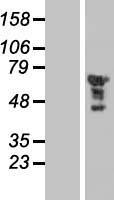 EGR2 Human Over-expression Lysate