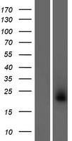 COLCA2 Human Over-expression Lysate