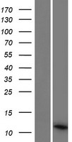 PCOTH Human Over-expression Lysate