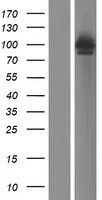 PEX5 Human Over-expression Lysate
