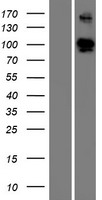 ELFN1 Human Over-expression Lysate