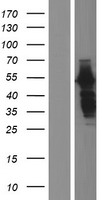 HIP55 (DBNL) Human Over-expression Lysate