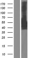 MSF (SEPT9) Human Over-expression Lysate