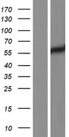 LYN Human Over-expression Lysate