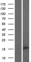 PLA2G2C Human Over-expression Lysate