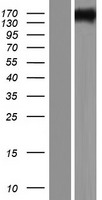 TTC21A Human Over-expression Lysate