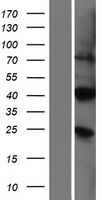 PIRT Human Over-expression Lysate