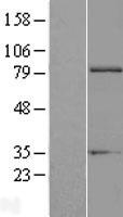 EXT1 Human Over-expression Lysate