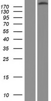 Integrin beta 4 (ITGB4) Human Over-expression Lysate