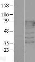 PEX5 Human Over-expression Lysate