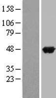 APOA4 Human Over-expression Lysate
