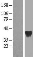 ADH7 Human Over-expression Lysate
