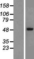 GABRA2 Human Over-expression Lysate