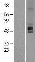 HRH1 Human Over-expression Lysate