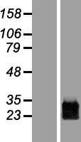 PRRG1 Human Over-expression Lysate