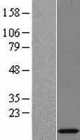 RPL35A Human Over-expression Lysate
