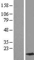 beta Synuclein (SNCB) Human Over-expression Lysate