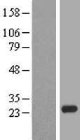 Claudin 20 (CLDN20) Human Over-expression Lysate
