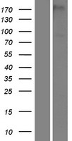 PAMR1 Human Over-expression Lysate