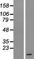 LYRM5 (ETFRF1) Human Over-expression Lysate