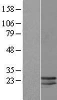 LCN10 Human Over-expression Lysate