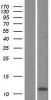 C4orf3 Human Over-expression Lysate