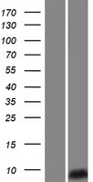 SPINK14 Human Over-expression Lysate