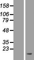 ATP5PF Human Over-expression Lysate