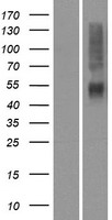 OR4K14 Human Over-expression Lysate