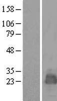MARCHF2 Human Over-expression Lysate