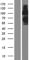 FAM171A1 Human Over-expression Lysate
