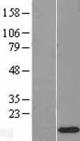 RPS12 Human Over-expression Lysate