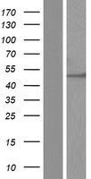 DDX19B Human Over-expression Lysate