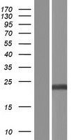 EOLA2 Human Over-expression Lysate