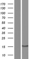 Sterol carrier protein 2 (SCP2) Human Over-expression Lysate