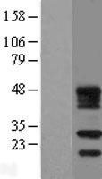 FDX2 Human Over-expression Lysate