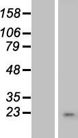 NABP1 Human Over-expression Lysate