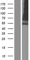HEPACAM2 Human Over-expression Lysate