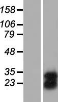 FAM3C Human Over-expression Lysate