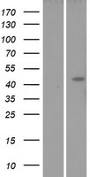 Lunatic Fringe (LFNG) Human Over-expression Lysate