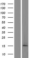 alpha Defensin 1 (DEFA1B) Human Over-expression Lysate
