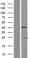 SLC35A2 Human Over-expression Lysate