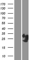 PRR4 Human Over-expression Lysate