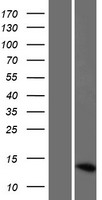 LINC02843 Human Over-expression Lysate