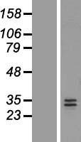 Neurotrophin 3 (NTF3) Human Over-expression Lysate