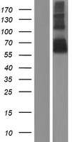 CEACAM20 Human Over-expression Lysate