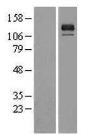 BMPR2 Human Over-expression Lysate