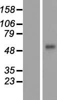 Corneodesmosin (CDSN) Human Over-expression Lysate